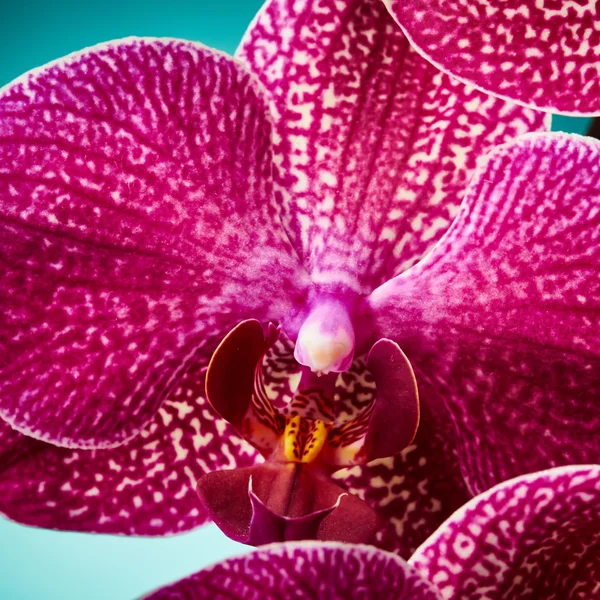 Orchidea virágok — Stock Fotó