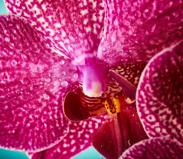 Fiori del Orchid — Foto Stock