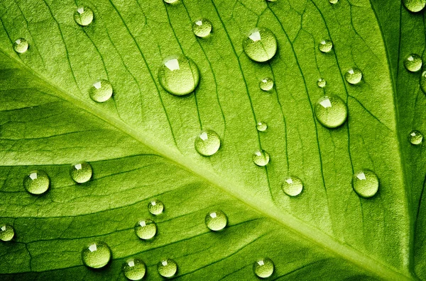 Hoja verde con gotas de agua — Foto de Stock