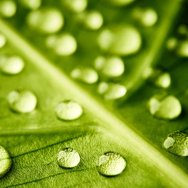 Foglia verde con gocce d'acqua — Foto Stock