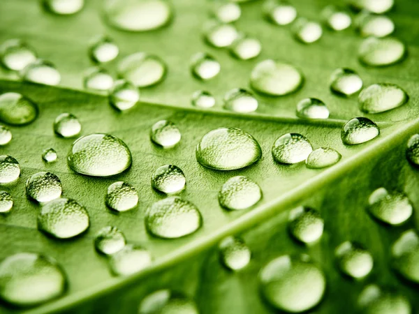 Grünes Blatt mit Wassertropfen — Stockfoto