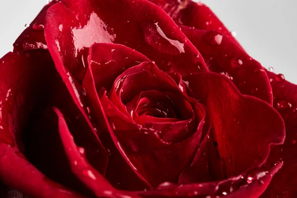 Rosa rossa con gocce d'acqua — Foto Stock