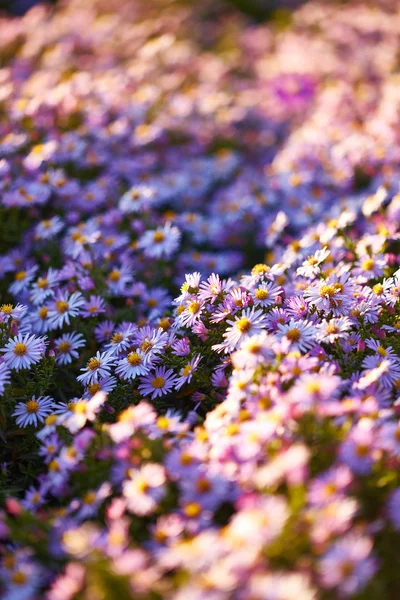 Vakre, lilla blomster – stockfoto