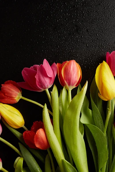 Tulips with drops of water — Stock Photo, Image