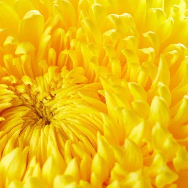 Fleur de chrysanthème jaune — Photo