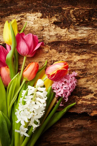 Tulipanes y jacintos — Foto de Stock