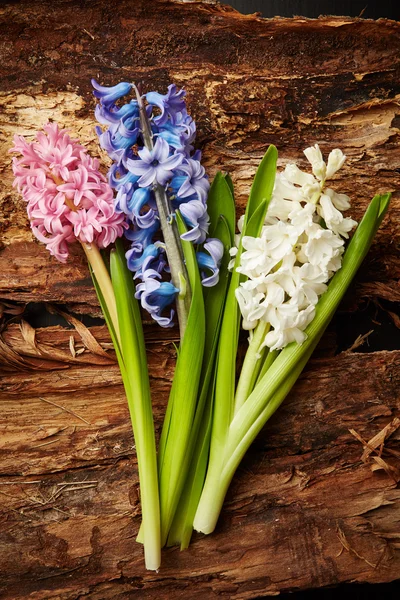 Hyacinths — Stock fotografie