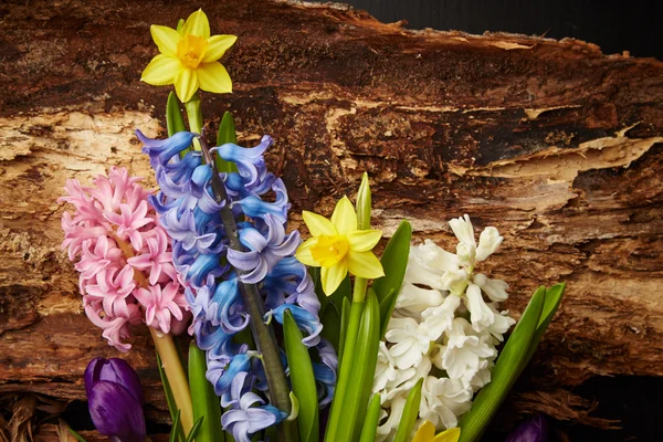 Hyacinths and narcissus — Stock Photo, Image