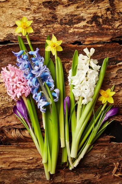 Hyacinths and narcissus — Stock Photo, Image