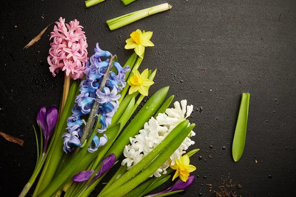 Hyacinths and narcissus — Stock Photo, Image