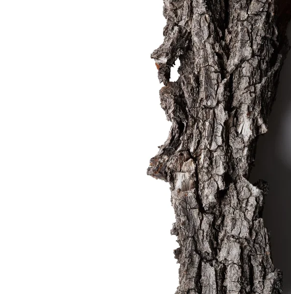 Bark tree — Stock Photo, Image