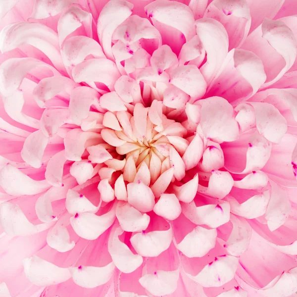 Chrysanthemum flower — Stock Photo, Image