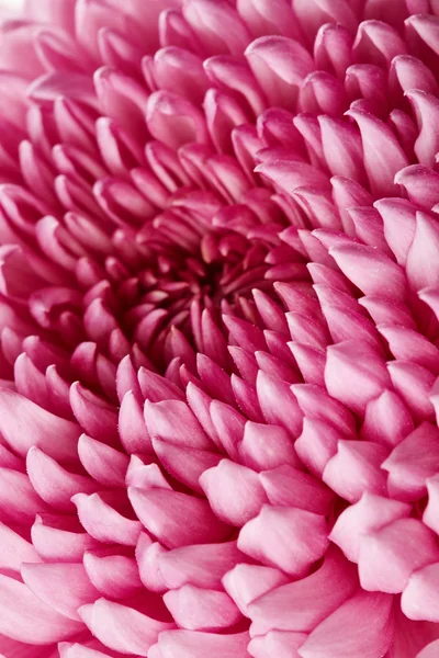 Flor de crisantemo — Foto de Stock