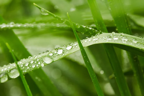 Grama verde — Fotografia de Stock