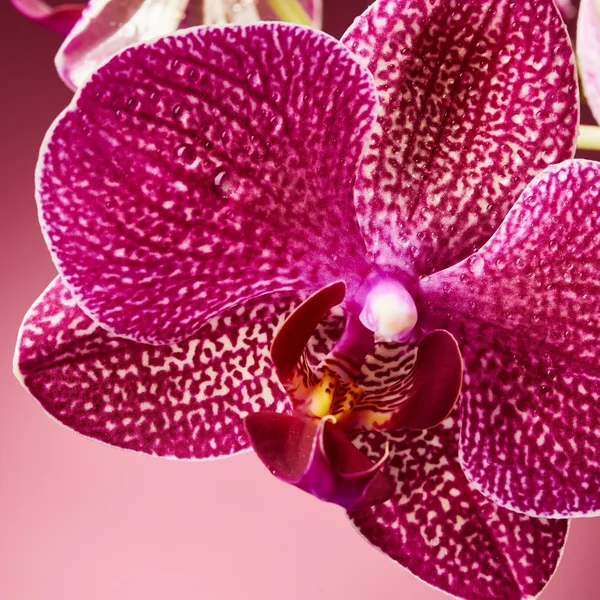 Krásné květy orchidejí — Stock fotografie