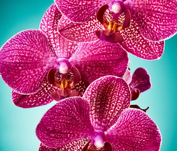 Flores de orquídea —  Fotos de Stock