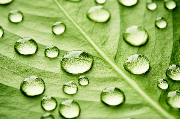 Grönt löv med droppar vatten — Stockfoto