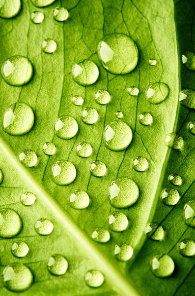 Folha verde com gotas de água — Fotografia de Stock