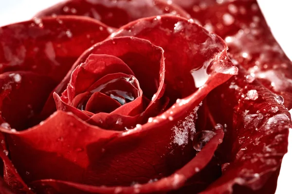 Czerwona róża z płatkami śniegu — Zdjęcie stockowe