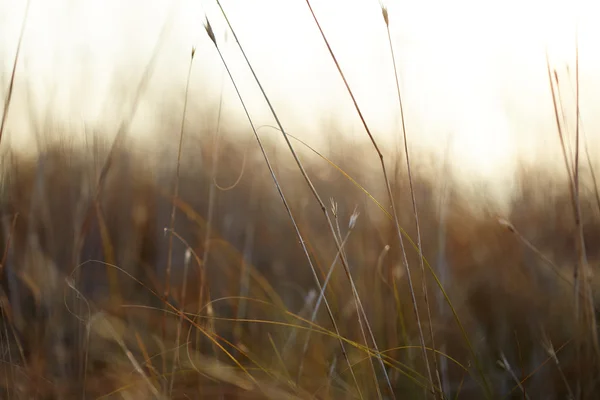 Vintage Natur Hintergrund — Stockfoto