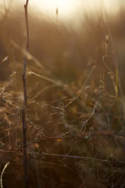 Vintage Natur Hintergrund — Stockfoto