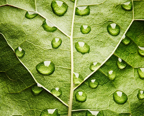 Grönt löv med droppar vatten — Stockfoto