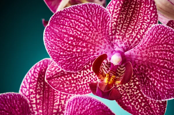 Fiori del Orchid — Foto Stock