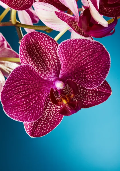 Bellissimi fiori di orchidea — Foto Stock