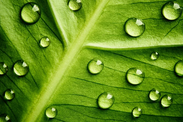 Zelený list s kapkami vody — Stock fotografie