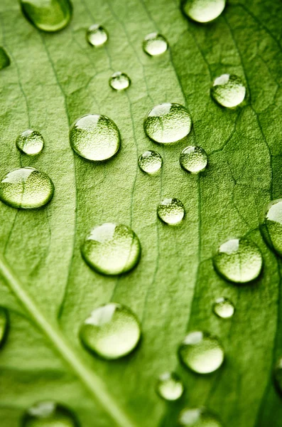 Green leaf with drops of water — Stock Photo, Image