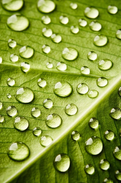 Folha verde com gotas de água — Fotografia de Stock