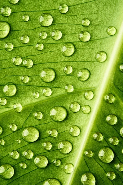 Yeşil yaprak ve su damlaları — Stok fotoğraf