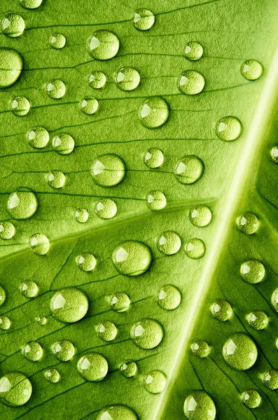 Folha verde com gotas de água — Fotografia de Stock