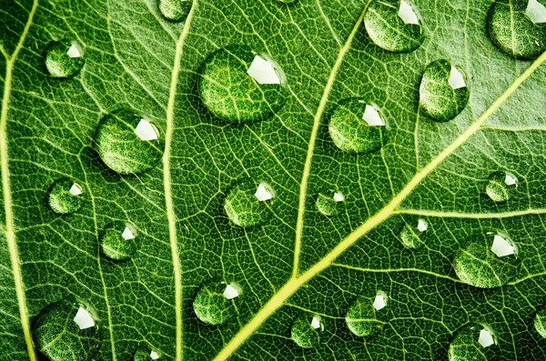 Folha verde com gotas de água — Fotografia de Stock