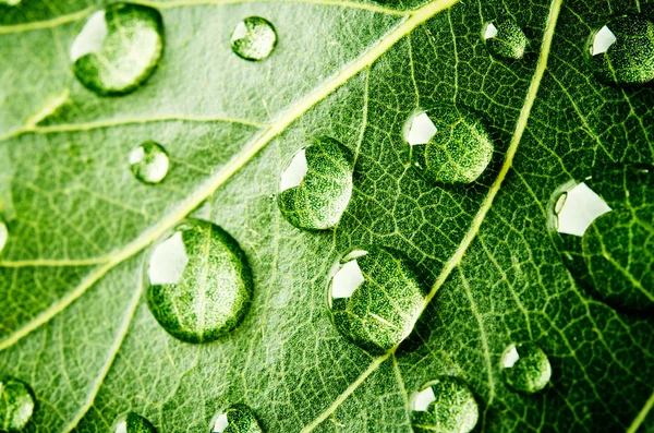 Grönt löv med droppar vatten — Stockfoto