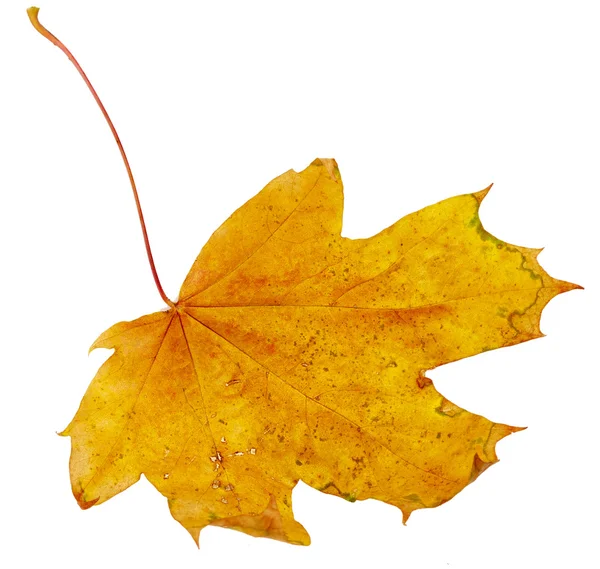 Maple autumn leaf — Stock Photo, Image