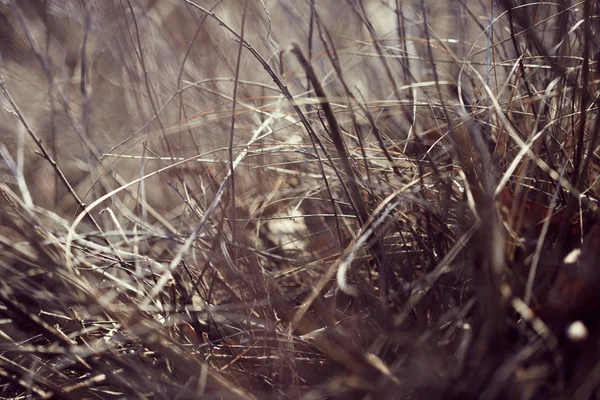 Hintergrund Natur — Stockfoto