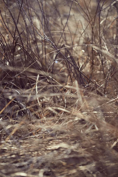 Příroda na pozadí — Stock fotografie