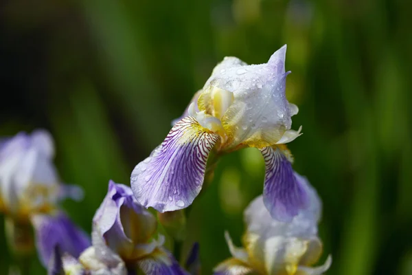 Iris květiny — Stock fotografie