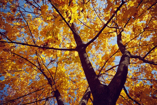 Bela árvore de outono — Fotografia de Stock