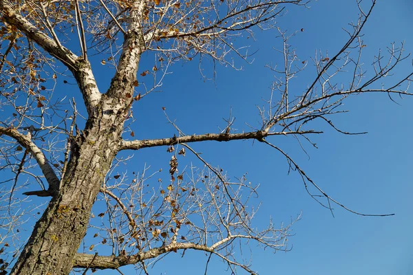 Árvore no fundo do céu — Fotografia de Stock