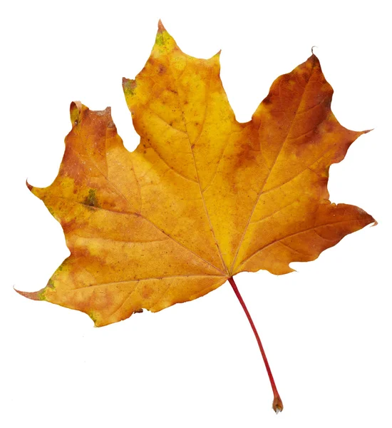 Herfst esdoornblad — Stockfoto
