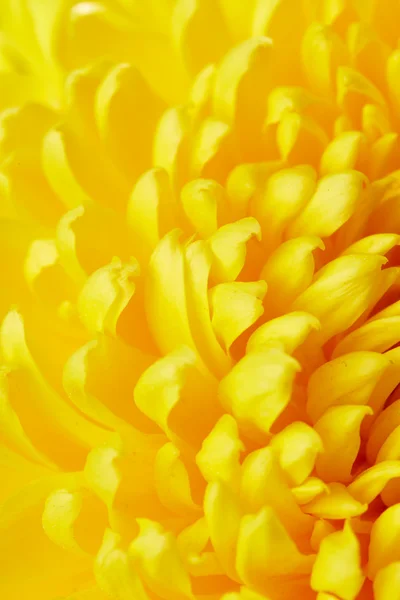 Жовта хризантема фону — стокове фото