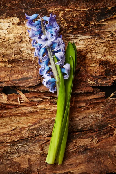 Hyacinth — Stock Photo, Image