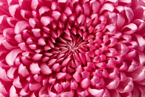 Fleur de chrysanthème — Photo