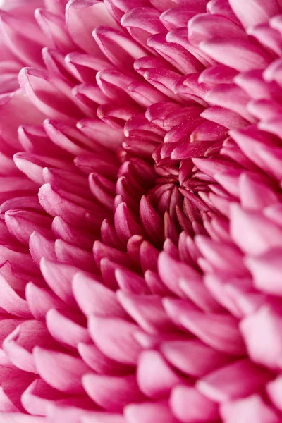 Flor de crisantemo — Foto de Stock