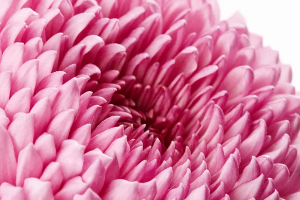 Fleur de chrysanthème rose — Photo