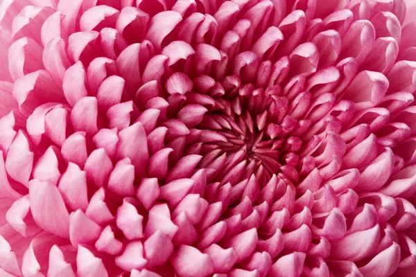 Fleur de chrysanthème — Photo