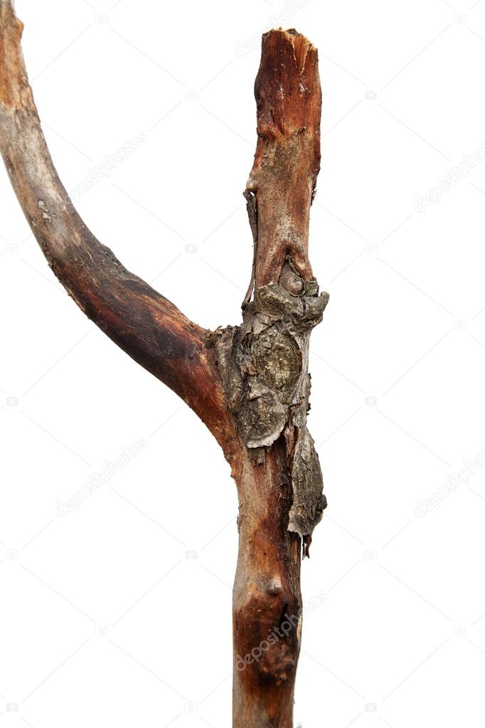 Tree branch