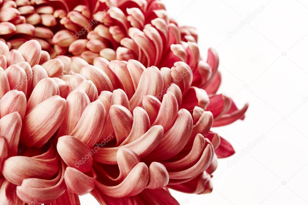 Chrysanthemum flower